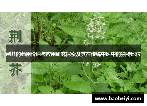 荆芥的药用价值与应用研究探索及其在传统中医中的独特地位