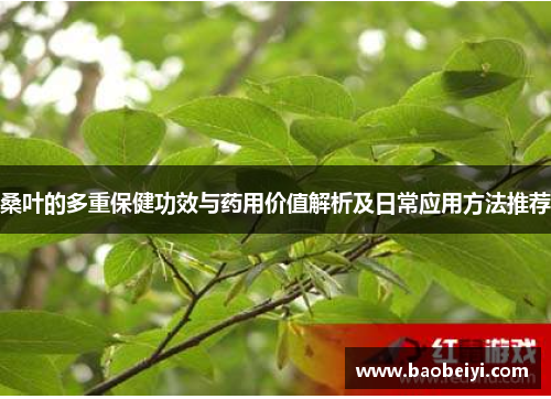 桑叶的多重保健功效与药用价值解析及日常应用方法推荐
